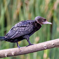 Little Black Cormorant (Phalacrocorax sulcirostris)