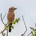 Purple Roller (Coracias naevius)