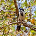 Blue-faced Honeyeater (Entomyzon cyanotis)