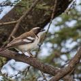 White-browed Sparrow-Weaver (Plocepasser mahali)