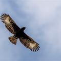 Long-crested Eagle (Lophaetus occipitalis)