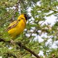 Village Weaver (Ploceus cucullatus)
