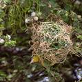 Village Weaver (Ploceus cucullatus)