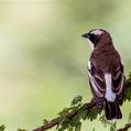 White-browed Sparrow-Weaver (Plocepasser mahali)