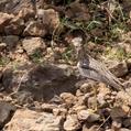 Senegal Thick-knee (Burhinus senegalensis)