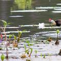 Comb-crested Jacana (Irediparra gallinacea)