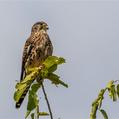 Common Kestrel (Falco tinnunculus)