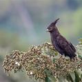 Long-crested Eagle (Lophaetus occipitalis)