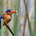Malachite Kingfisher (Corythornis cristatus)