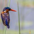 Malachite Kingfisher (Corythornis cristatus)