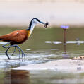 African Jacana (Actophilornis africanus)