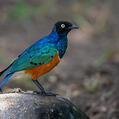Superb Starling (Lamprotornis superbus)