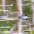 Green Pygmy Goose (Nettapus pulchellus)