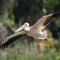 Great White Pelican (Pelecanus onocrotalus)