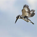 Pied Kingfisher (Ceryle rudis)
