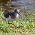 Wood Sandpiper (Tringa glareola)