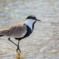 Spur-winged Lapwing (Vanellus spinosus)