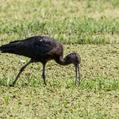 Glossy Ibis (Plegadis falcinellus)