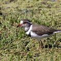 Three-banded Plover (Charadrius tricollaris)