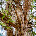 Papuan Frogmouth (Podargus papuensis)
