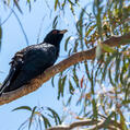 Pacific Koel (Eudynamys orientalis)