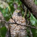 Brown Goshawk (Accipiter fasciatus)