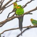 Superb Parrot (Polytelis swainsonii)