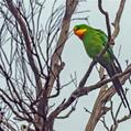 Superb Parrot (Polytelis swainsonii)