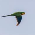 Superb Parrot (Polytelis swainsonii)