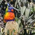 Rainbow Lorikeet (Trichoglossus moluccanus)