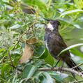 Eastern Whipbird (Psophodes olivaceus)