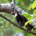 Eastern Whipbird (Psophodes olivaceus)