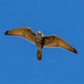 Brown Falcon (Falco berigora)