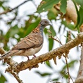Bar-shouldered Dove (Geopelia humeralis)