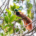 Raggiana Bird-of-paradise (Paradisaea raggiana)
