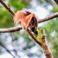 Raggiana Bird-of-paradise (Paradisaea raggiana)