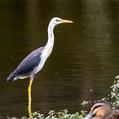 Pied Heron (Egretta picata)