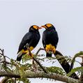 Yellow-faced Myna (Mino dumontii)