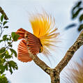 Greater Bird-of-paradise (Paradisaea apoda)