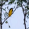 Twelve-wired Bird-of-paradise (Seleucidis melanoleucus)
