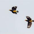 Yellow-faced Myna (Mino dumontii)