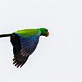 Eclectus Parrot (Eclectus roratus)