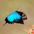 Ulysses Butterfly (Papilio ulysses)