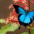 Ulysses Butterfly (Papilio ulysses)