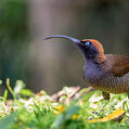 Brown Sicklebill (Epimachus meyeri)
