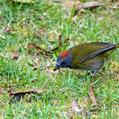 Rufous-naped Bellbird (Aleadryas rufinucha)