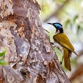 Blue-faced Honeyeater (Entomyzon cyanotis)