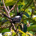 White-shouldered Fairywren (Malurus alboscapulatus)
