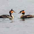 Great Crested Grebe (Podiceps cristatus)