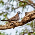 Bar-shouldered Dove (Geopelia humeralis)